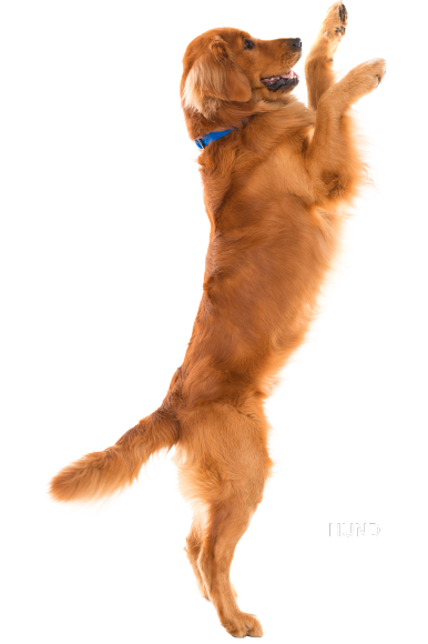 HUND